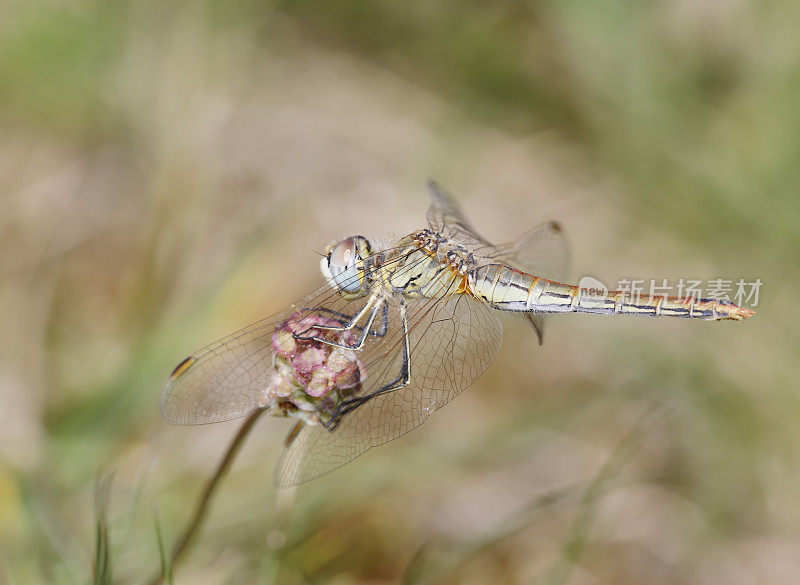 红脉蜻蜓(Sympetrum fonscolombii)雌性